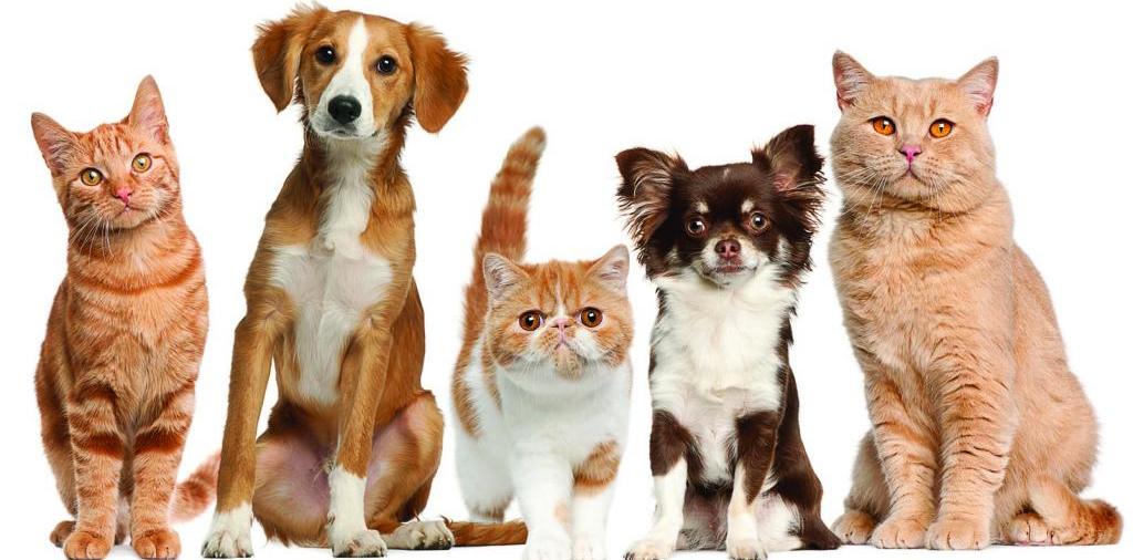 Доска объявлений о животных | ЗооТом - продажа, вязка и услуги для животных в Узловой