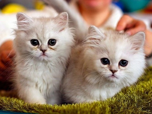 Породы кошек в Узловой | ЗооТом портал о животных