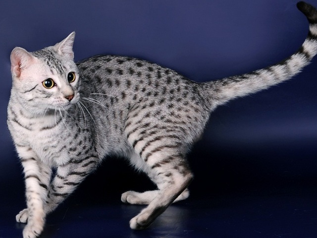Породы кошек в Узловой | ЗооТом портал о животных