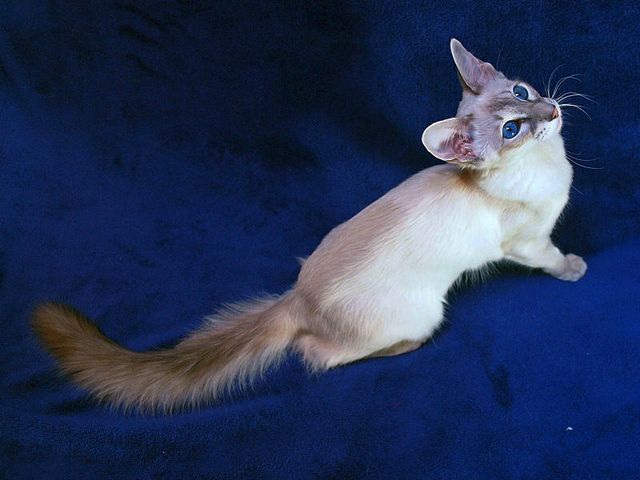 Выведенные породы кошек в Узловой | ЗооТом портал о животных
