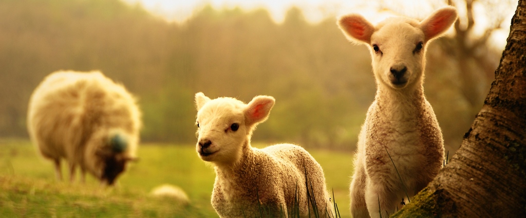 Объявления о сельскохозяйственных животных | ЗооТом - продажа, вязка и услуги для животных в Узловой