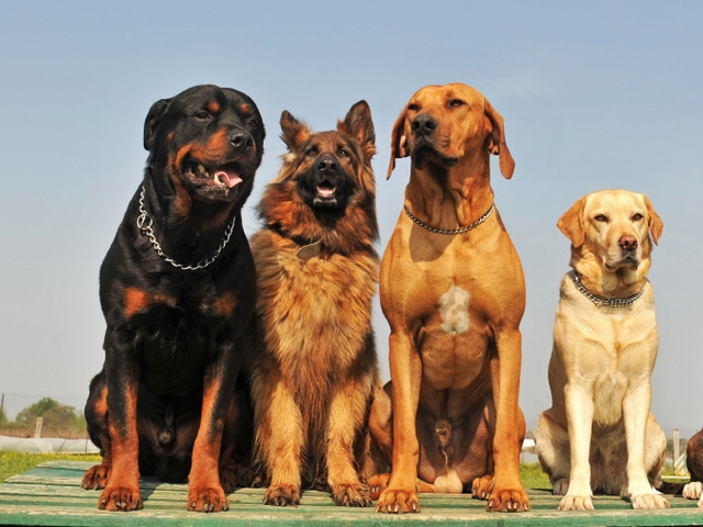 Крупные породы собак в Узловой | ЗооТом портал о животных
