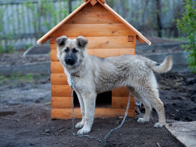 Все о собаках в Узловой